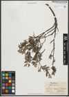 Foto von Salix repens L.